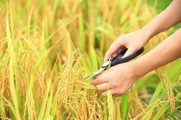 Young woman harvest wheat — Stock Photo, Image