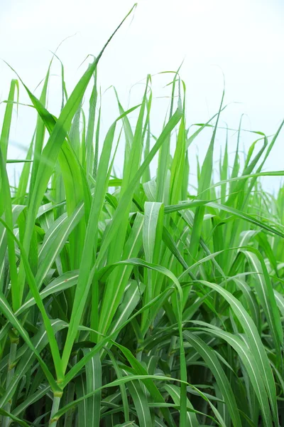 Campo de arroz — Foto de Stock