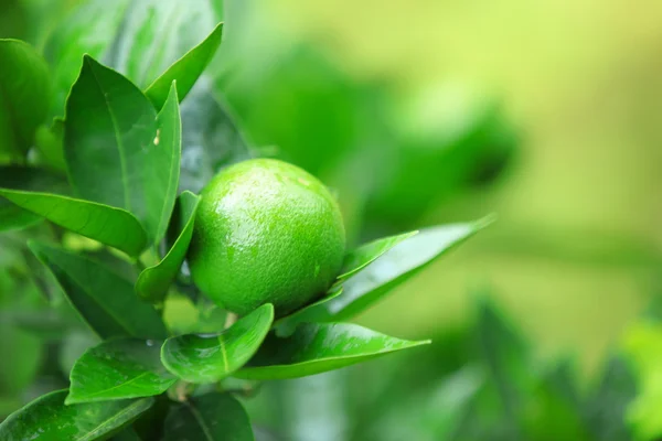 Grön orange — Stockfoto