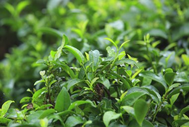 çay ağacı alan