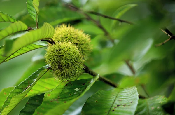 Chinese chestnut fruit — Stock Photo, Image