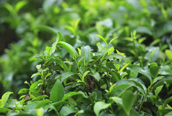 Tea tree field — Stock Photo, Image
