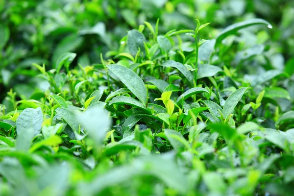 Campo de árbol de té — Foto de Stock