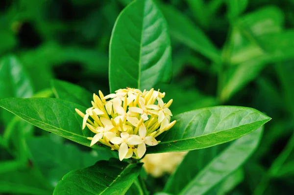 Plantas de sésamo —  Fotos de Stock