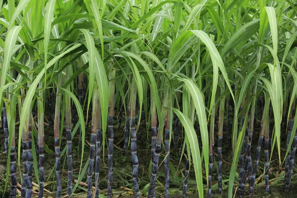 Şeker kamışı bitkiler — Stok fotoğraf