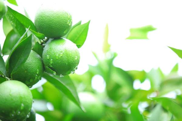 Green oranges — Stock Photo, Image