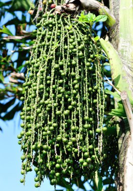 trachycarpus tohum