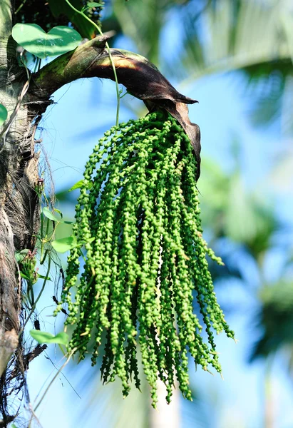 Семена трахикарпа — стоковое фото