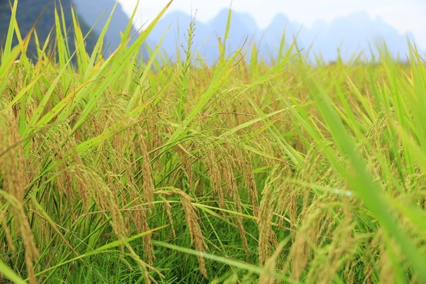 Champ de paddy — Photo