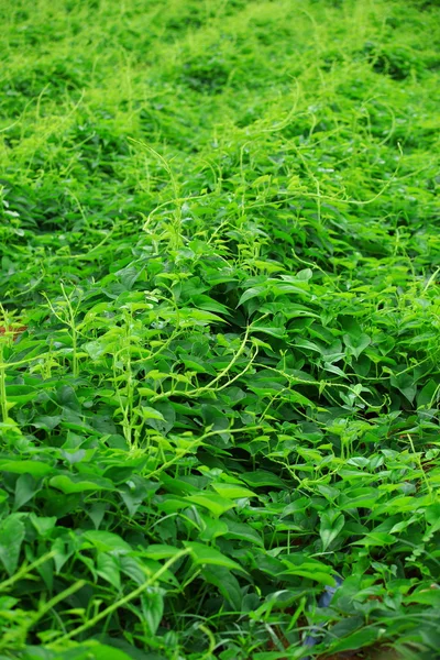 Selaginella kraussiana — Stockfoto