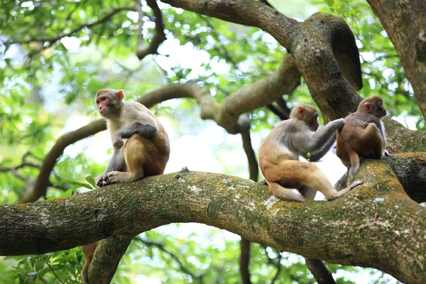 Three monkeys in forest