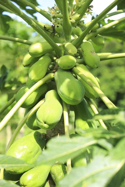 Frutta del bacino di ombra — Foto Stock