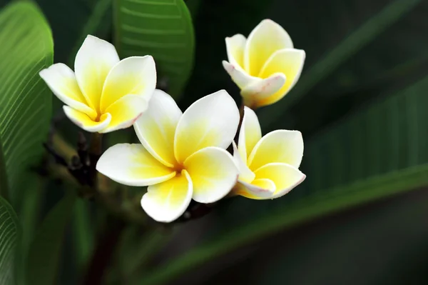 金稜辺の花 — ストック写真