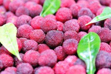 Kırmızı bayberry