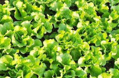 Yeşil pakchoy lahana