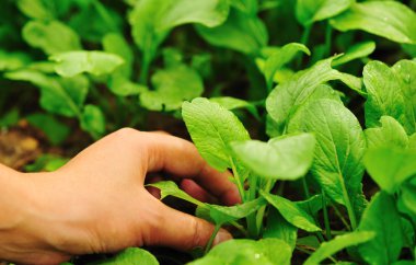 malzeme çekme pakchoy