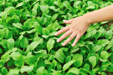 malzeme çekme pakchoy