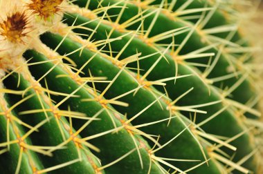 arka plan olarak kaktüs