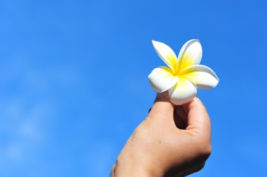 el ile taze frangipani çiçek