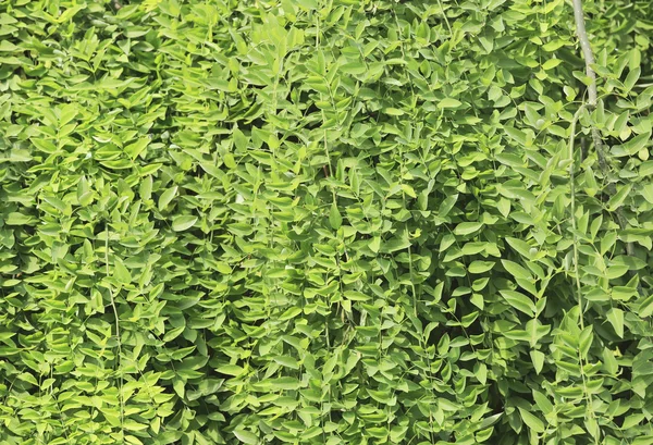Selaginella kraussiana — Stok Foto