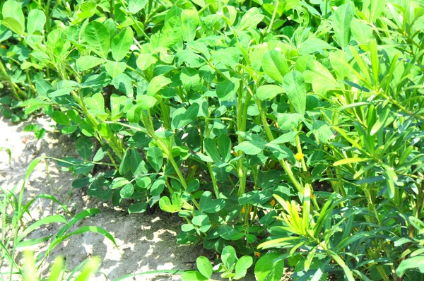 Amendoim plantas — Fotografia de Stock