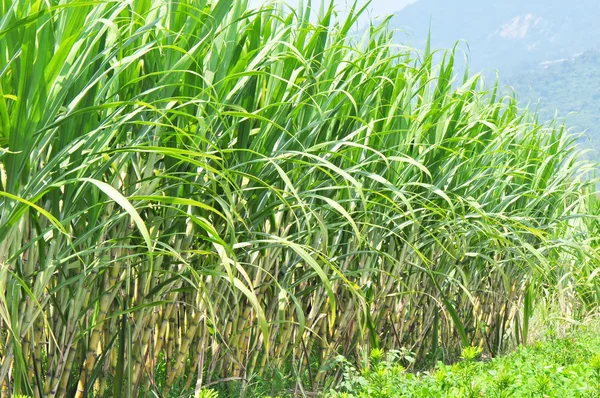 Sugarcane plants — Stock Photo, Image