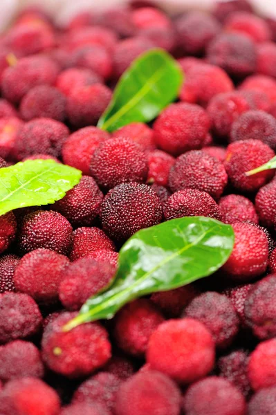 Red bayberry — Stock Photo, Image