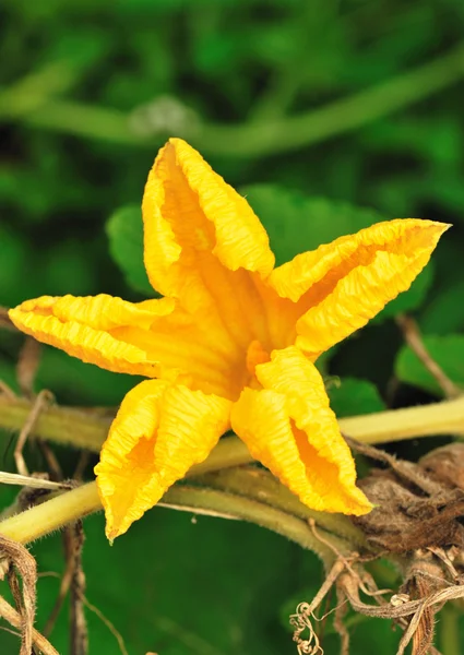 Flor de calabaza — Foto de Stock