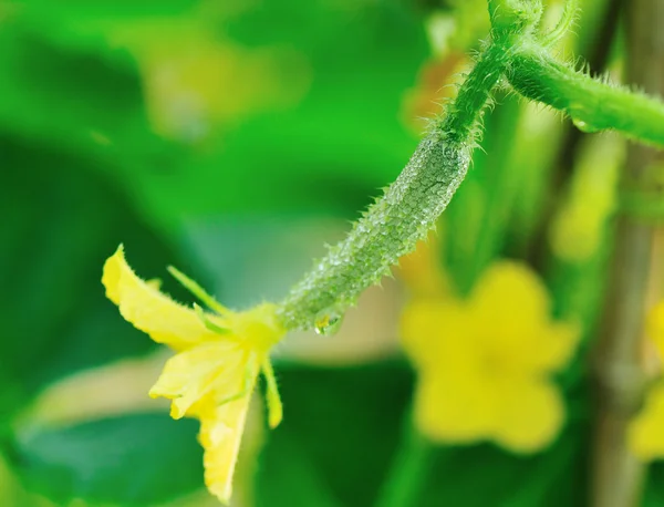 Pumpkin flower — Stock Photo, Image