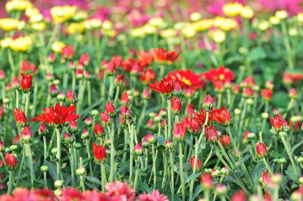 Jardin de chrysanthème — Photo