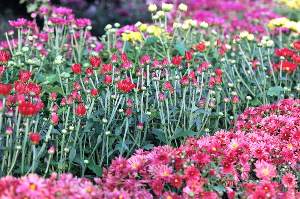 菊園Chrysanthemum trädgård — Stockfoto