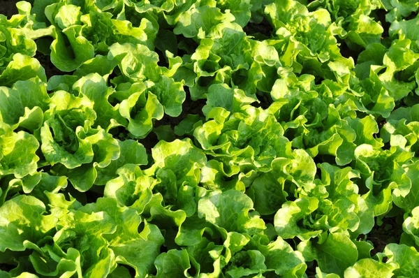 Green pakchoy cabbage — Stock Photo, Image