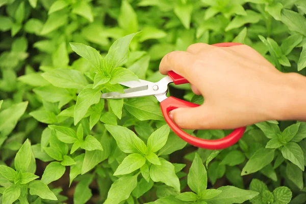 Blad av stikkende nesler – stockfoto