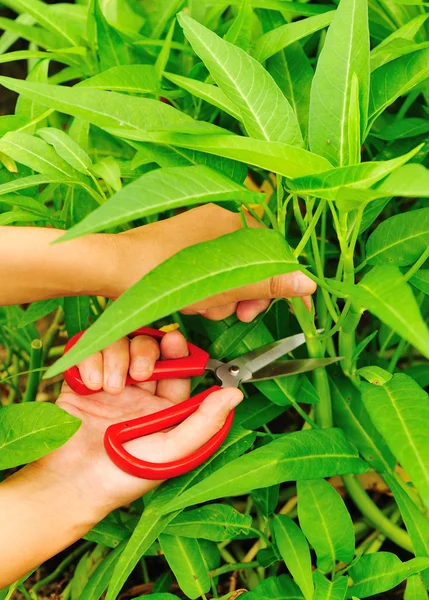 Raccogli gli spinaci — Foto Stock