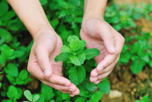 Mano proteggere menta — Foto Stock