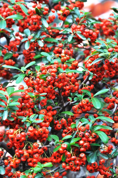 Rote Eberesche — Stockfoto