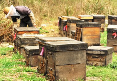 arıcılık çiftlik