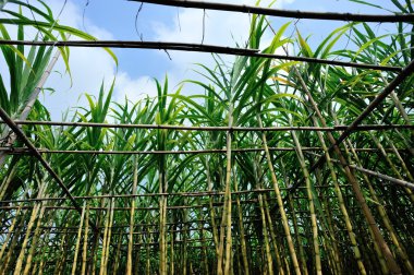 şeker kamışı alan