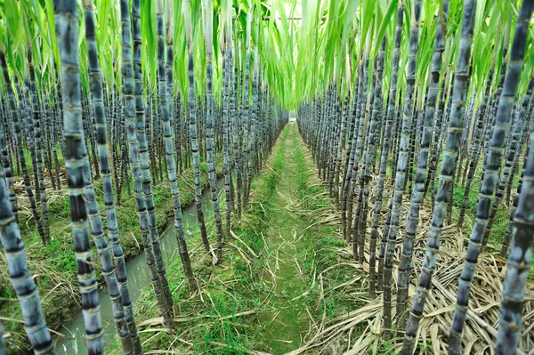 Сахарный тростник — стоковое фото