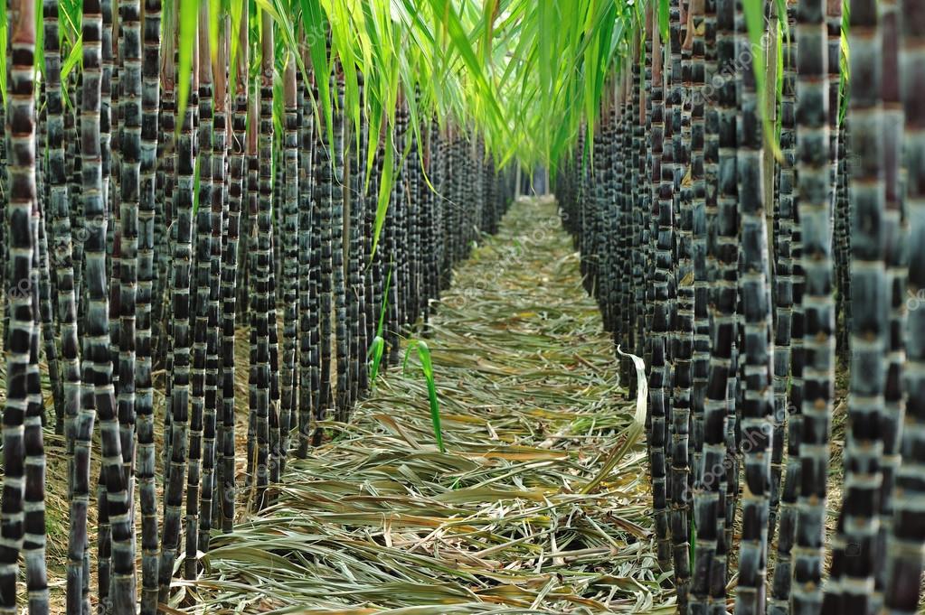 Sugarcane field — Stock Photo © lzf 42458401