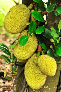 nefesi ağaç üzerinde