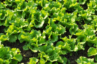 yeşil salata bitkileri