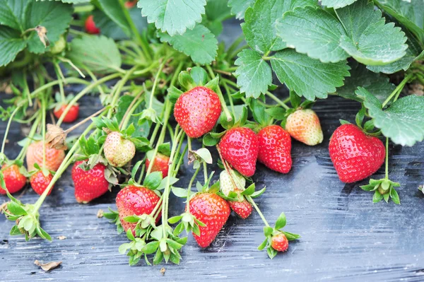 Campo de fresa — Foto de Stock