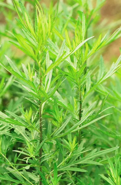 Mugwort planta — Fotografia de Stock