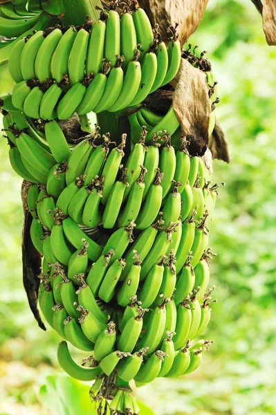 Banane verdi — Foto Stock