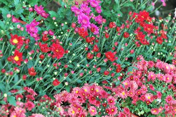 Persika blomma — Stockfoto