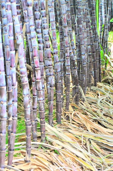 サトウキビの植物 — ストック写真