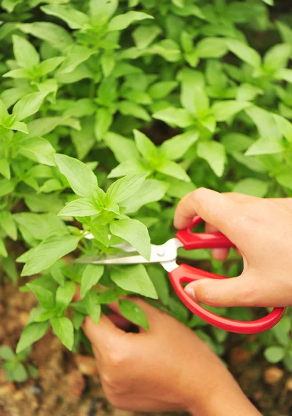 Dogbane blad — Stockfoto