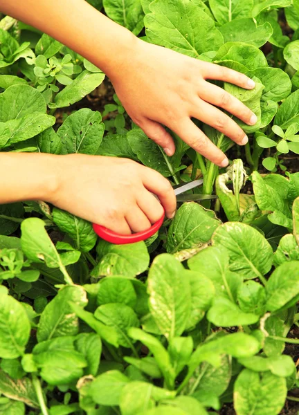 Harvest pakchoy — Stockfoto