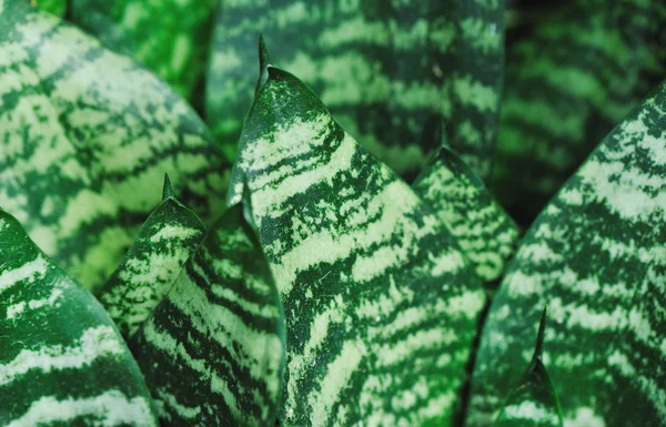 Sansevieria roślin — Zdjęcie stockowe